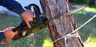 Montague, CA Tree Care Company