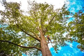 Best Arborist Consultation Services  in Montague, CA