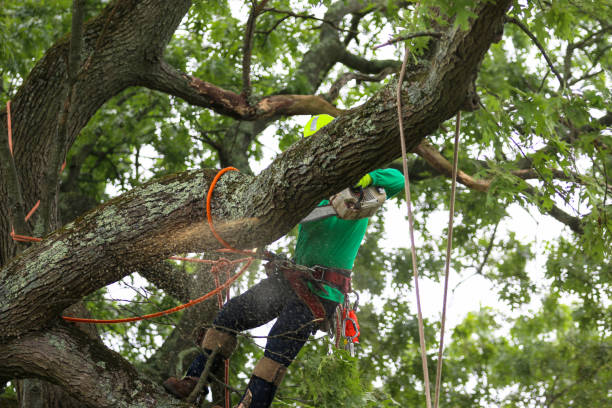 Best Hazardous Tree Removal  in Montague, CA