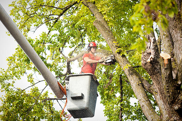 Best Tree Health Inspection  in Montague, CA
