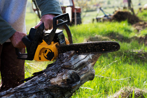 Best Tree Maintenance Programs  in Montague, CA